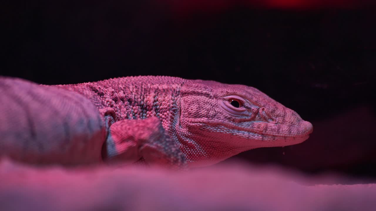 lagarto monitor durmiente