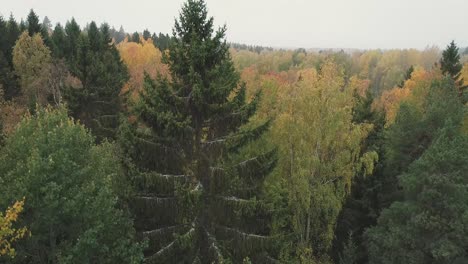 Toma-Aérea-Ascendente-De-Un-Bosque-En-Finlandia-Durante-El-Otoño-Durante-Una-Mañana-Nublada