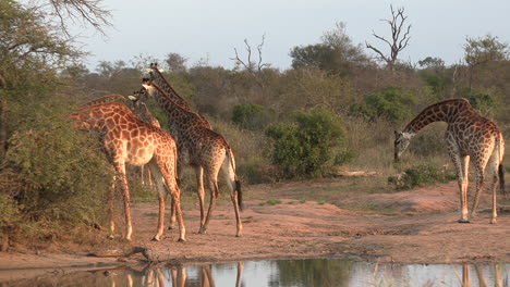 een groep giraffen loopt terug in de bush na het drinken bij een waterput