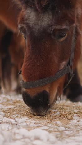 brown horse with snaffle eats fresh hay scattered on white snow in stable. hungry domestic animals graze at rural farm on cold gloomy winter day closeup