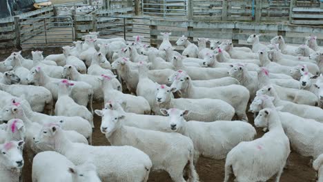 freshly shaved sheep standing outside in fenced pen, wool producing animals