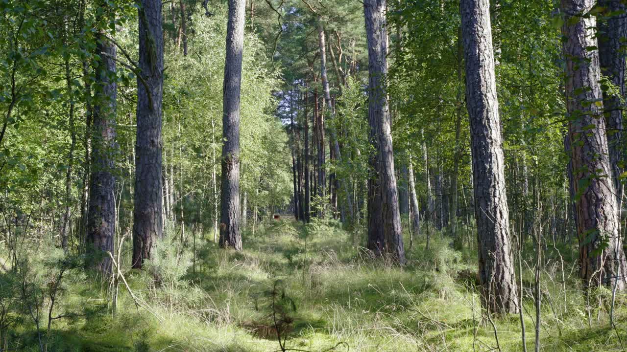 Sentiero nella foresta di un verde intenso ripreso con un obiettivo fisso grandangolare da 28mm.