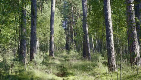 deep green forest path on a wide 28mm prime lens