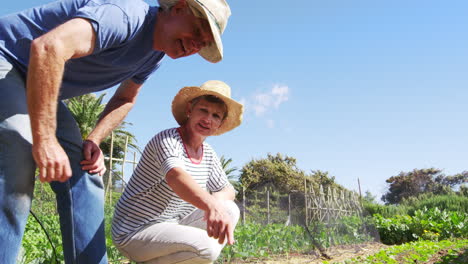 Senior-Couple-Checking-Plants-Growing-On-Community-Allotment