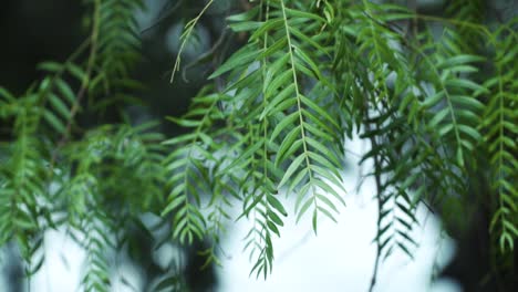 hanging plants against bokeh background on garden's backyard