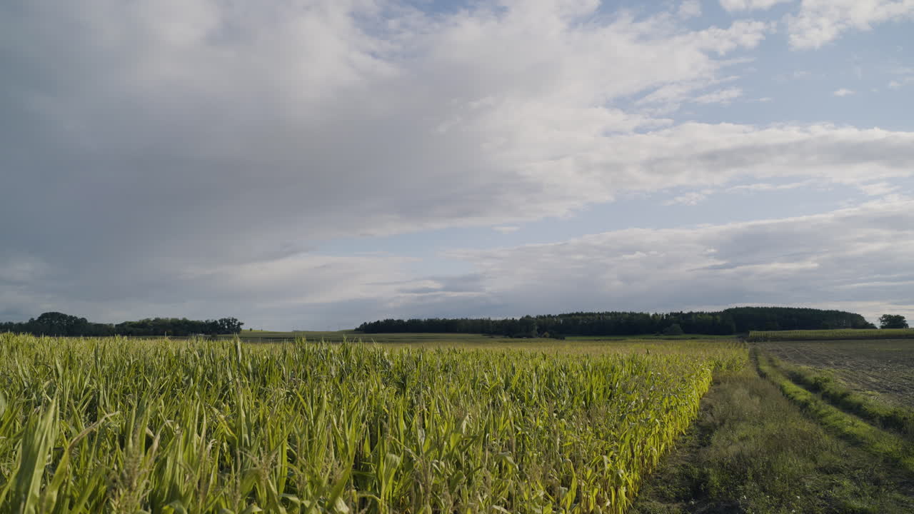 Cornfield under a cloudy sky