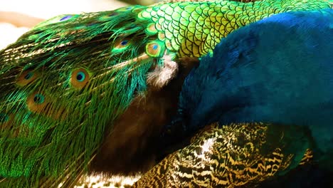 peacocks displaying vibrant feathers in close interaction