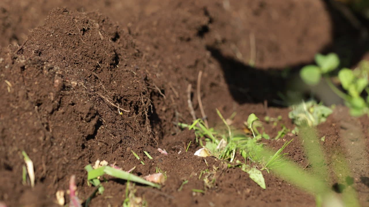 Mano con guanti che semina patate germogliate nel terreno in una giornata di sole.