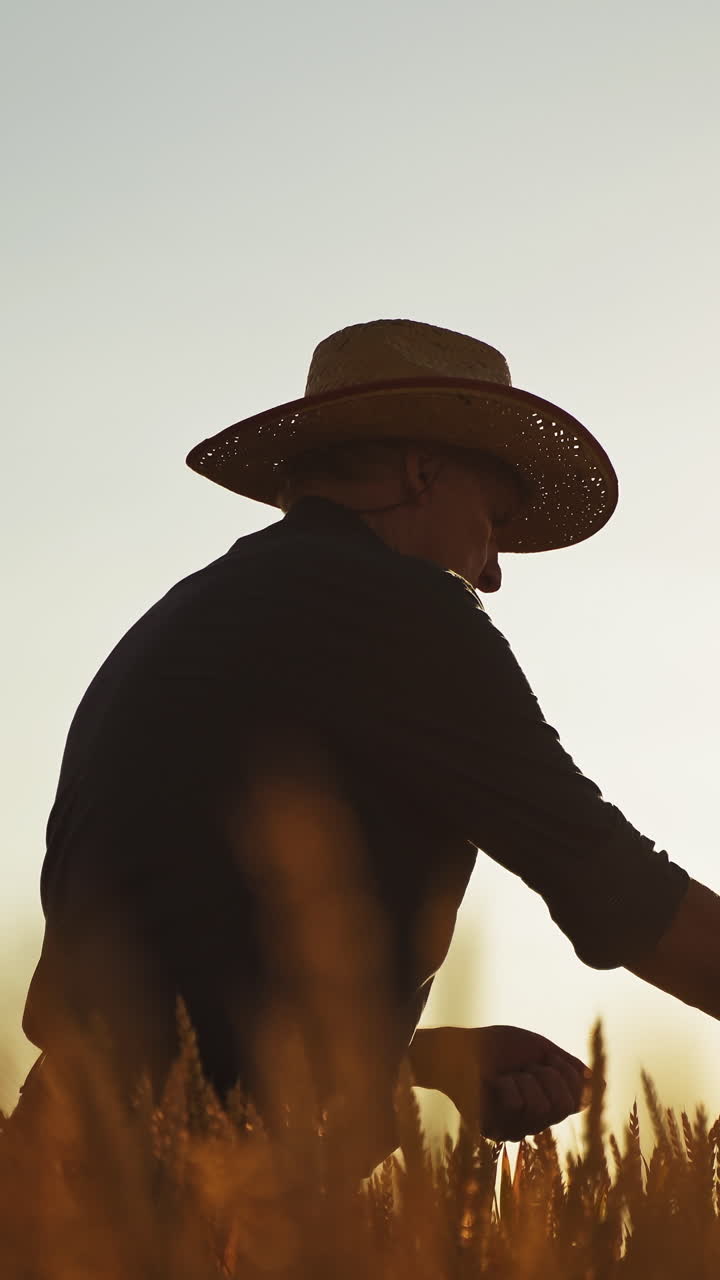 Farmer standing in wheat field. Male holding ears of wheat in hand