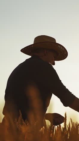 farmer standing in wheat field. male holding ears of wheat in hand