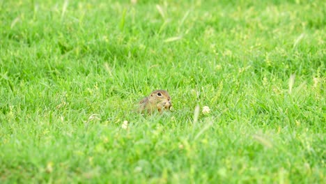 ardilla terrestre comiendo palomitas de maíz y escondiéndose en la hierba
