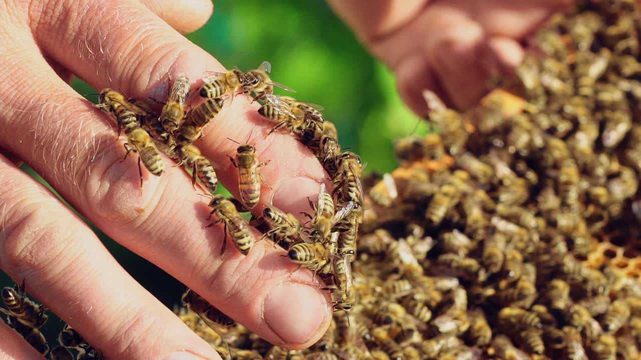 Hand of beekeeper is working with bees and beehives on the apiary. Bees on honeycombs. Frames of a bee hive