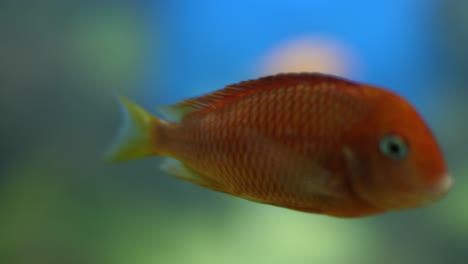 Orange-fresh-water-fish-swimming-peacefully