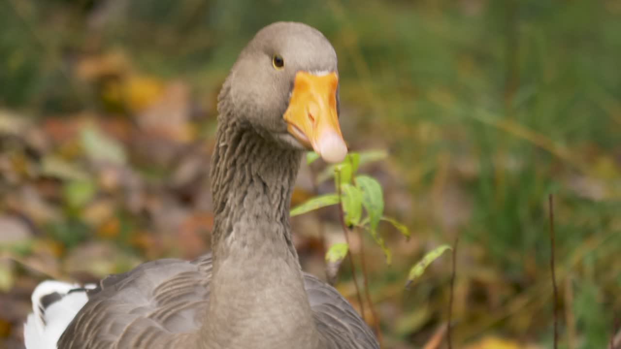 tiro de cerca en cámara lenta de ganso de toulouse con el cuello levantado con orgullo buscando algo para picotear entre los pastizales