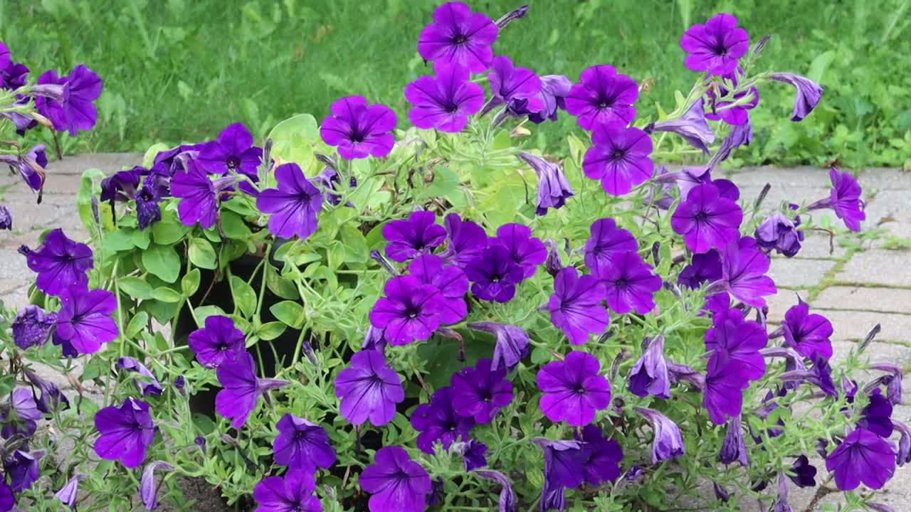 Beautiful mauve petunias in the wind