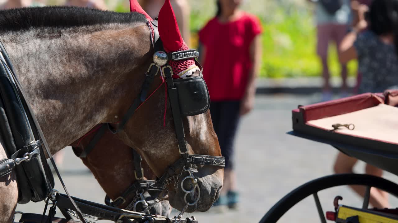Coppia di cavalli bardati con paraocchi e protezioni rosse per le orecchie, fermi su strada acciottolata, luce diurna