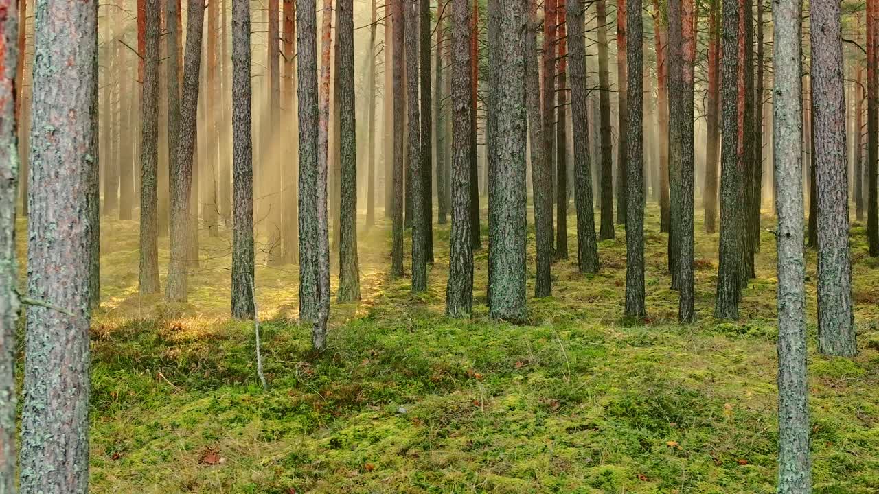 Cinematic drone slides sideways along foggy pine forest lit by warm sunlight