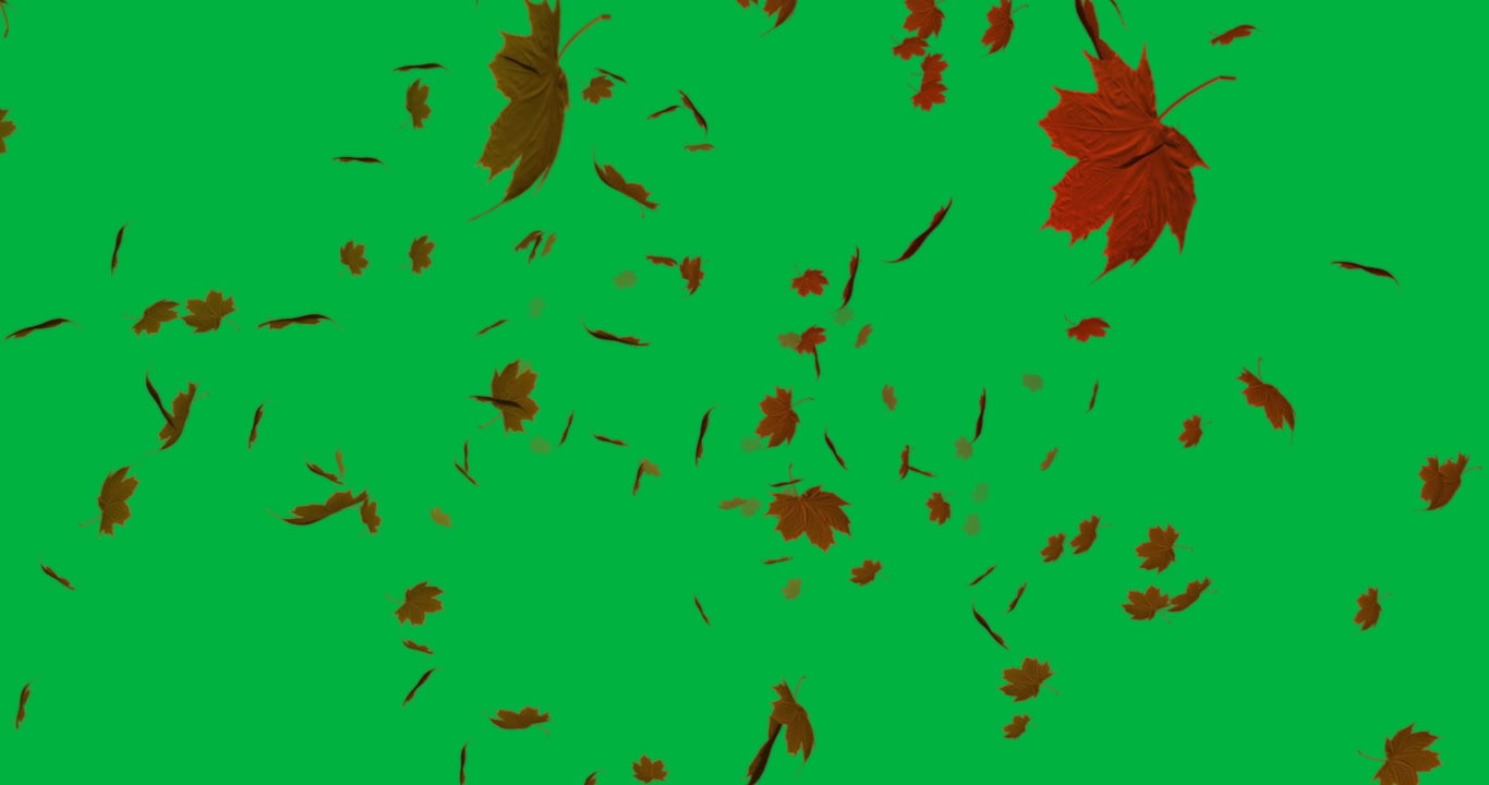 Foglie d'acero sparse che fluttuano su sfondo trasparente, aggiungendo dettagli di design grafico autunnale
