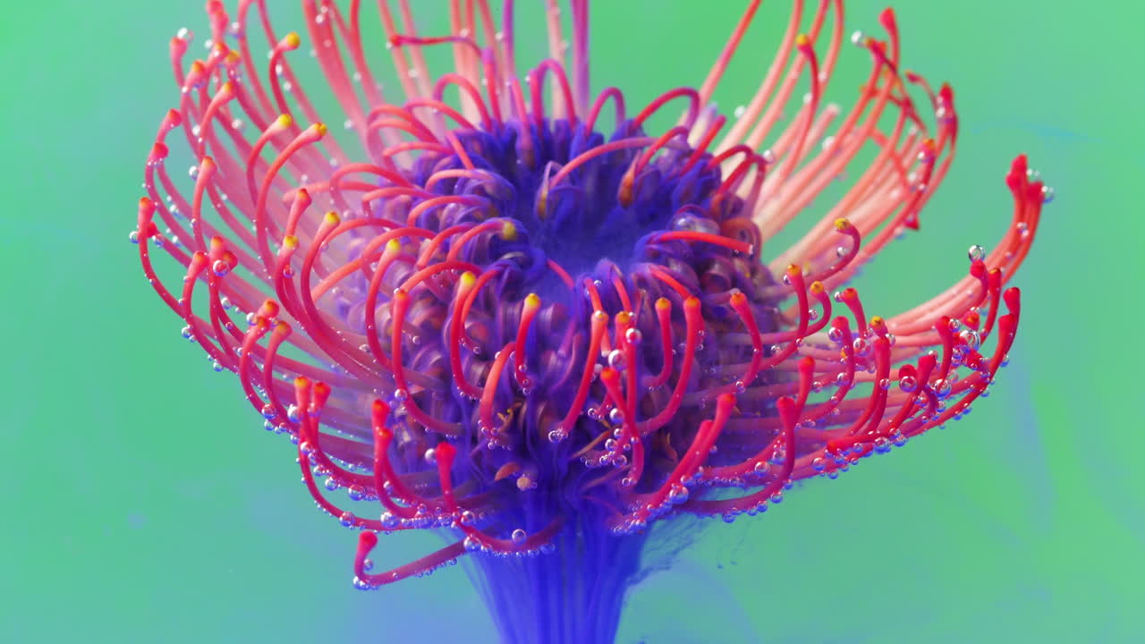 proteas de cojín en agua con burbujas y tinte