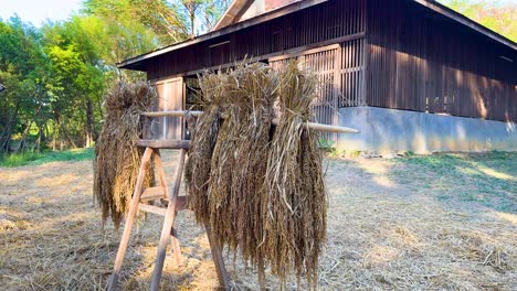 secado tradicional del arroz cerca del granero de madera