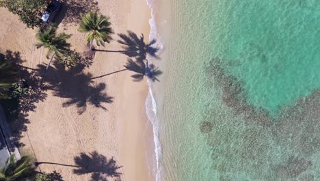 bird's eye view of tropical beach with palm trees on a sunny day. - aerial shot