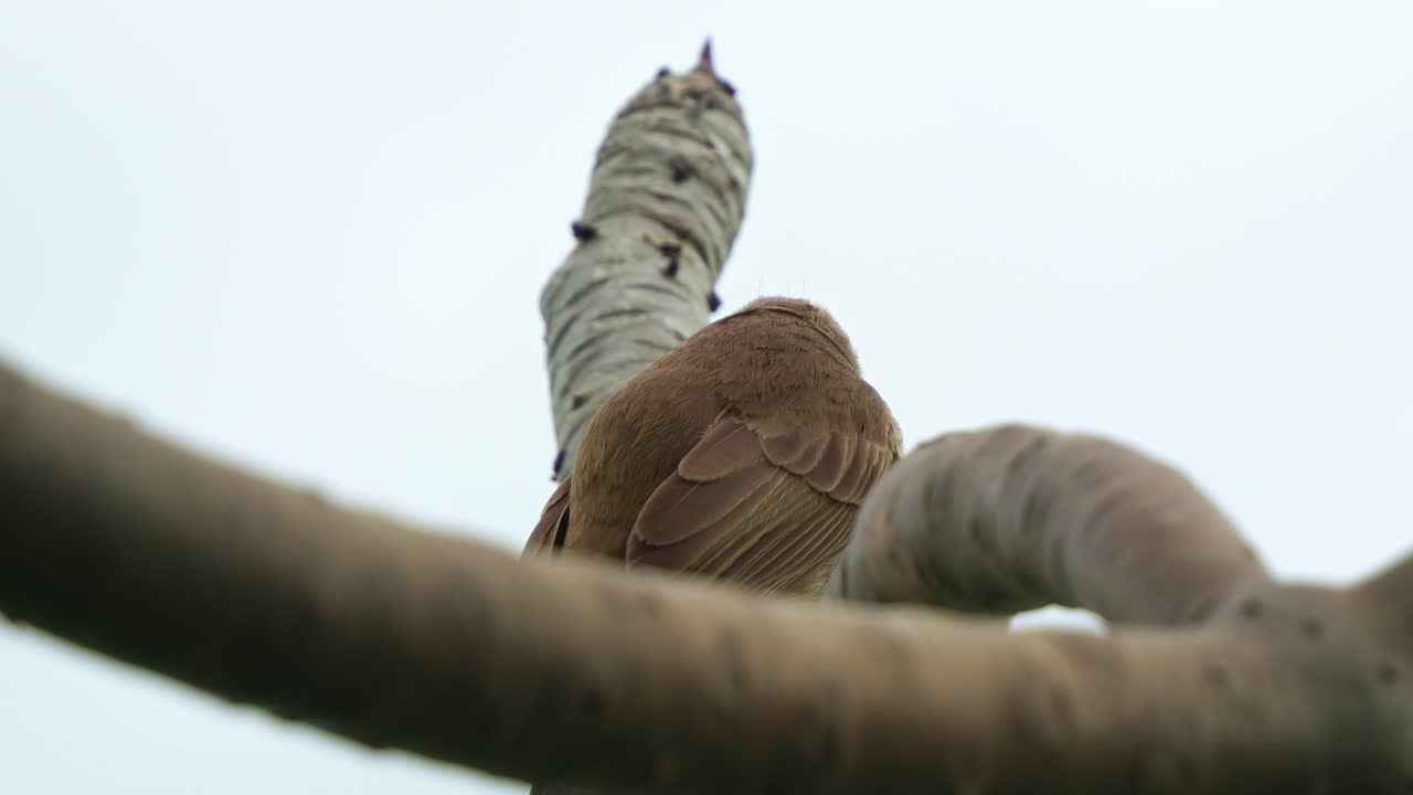 A wild Yellow-vented Bulbul (Pycnonotus goiavier) is spotted perched on a tree branch in an urban park, close up shot.