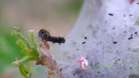 Makroaufnahmen-Von-Zeltraupen,-Die-Sich-Von-Blättern-Ernähren