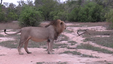 lone male lion contact calling, shaking head and walking in bushland