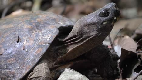 close up of wild tortoise on forest floor in sumatran rainforest