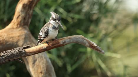 a pied kingfisher sitting on a branch and scratching its head, greater kruger