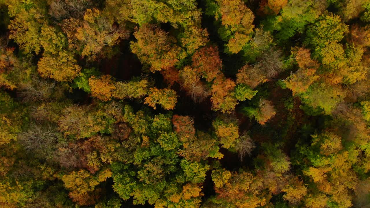 drone flight over beautiful autumn colored forest with rotating camera