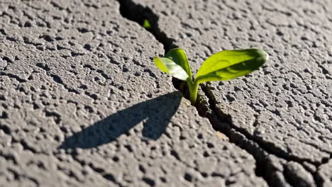 tiny plant growing through crack in concrete