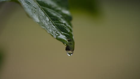macro of green leaf with water drop falling rainy wet nature