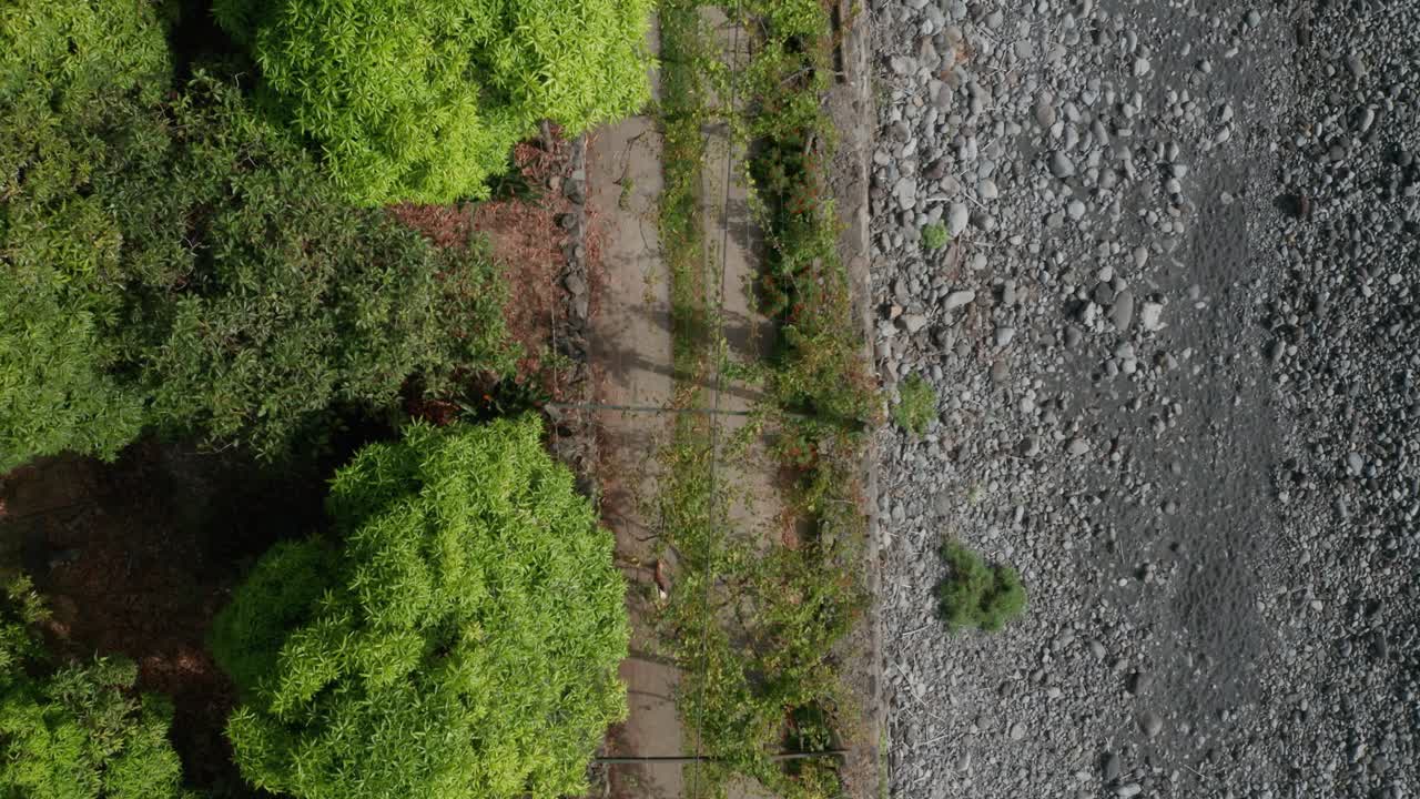 mujer camina bajo un bulevar verde y exuberante en la costa de faja dos padres