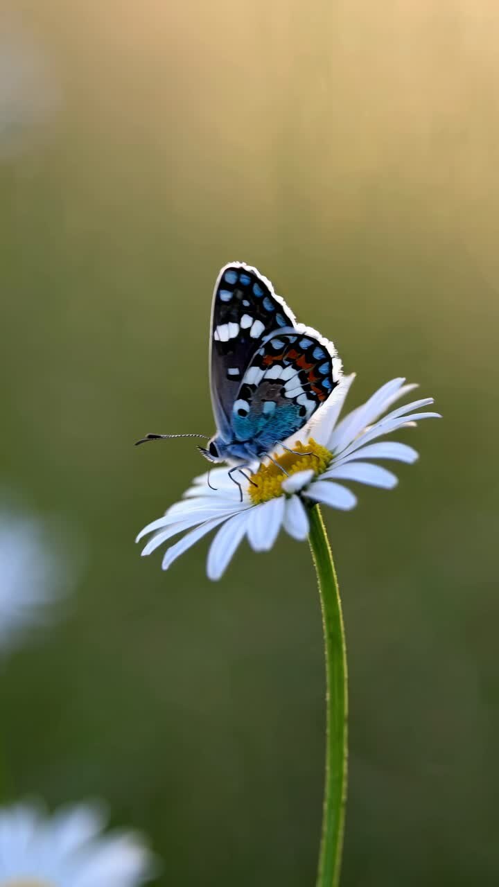 Close-up video style of a butterfly perched on a daisy, captured from a side angle with a soft