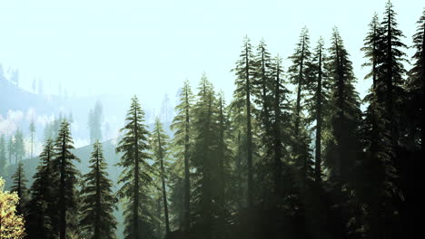 paisaje forestal de niebla