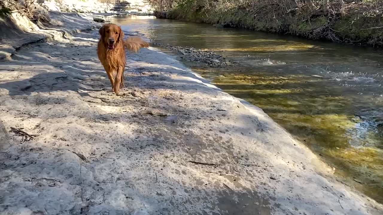 Slow motion Shot of a golden retriever running towards the camera on a hiking trail as another golden splashes around the creek. Shot in Austin Texas.