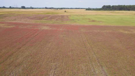 marvelous aerial top view flight red poppyfield rural area summer meadow