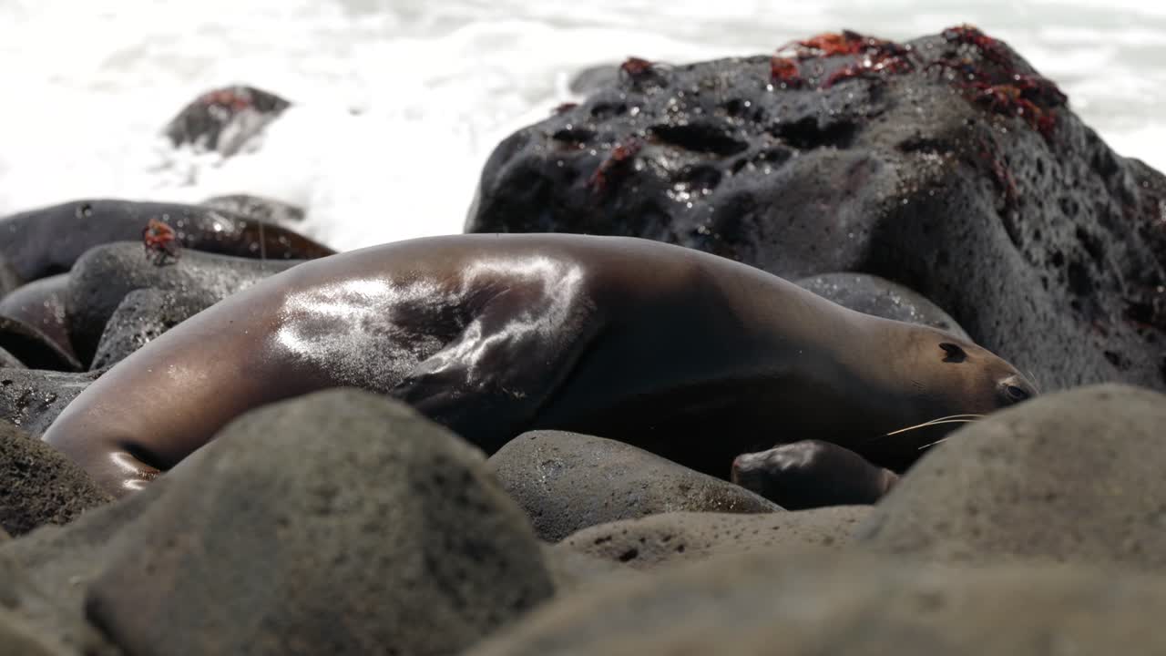 An adult and young baby Gal&aacute;pagos sea lion rest on a bouldery beach whilst as waves crash over the rocks, on North Seymour Island, in the Gal&aacute;pagos Islands, Ecuador