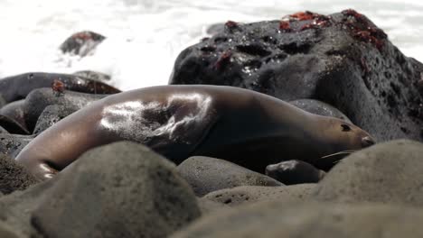 an adult and young baby galápagos sea lion rest on a bouldery beach whilst as waves crash over the rocks, on north seymour island, in the galápagos islands, ecuador