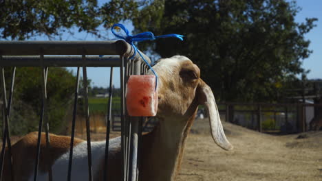 a goat licks a salt lick on an animal farm sanctuary