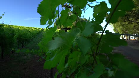 Linke-Neigung-Von-Grünen-Weinbergblättern,-Die-Sich-Auf-Weinreben-öffnen