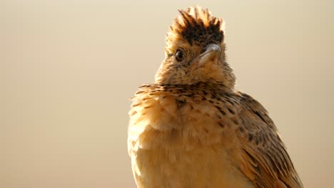 close up of a rufous naped lark singing and flapping wings