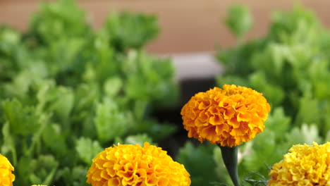 Planting-Marigolds-in-the-garden-keeps-the-pests-away---close-up