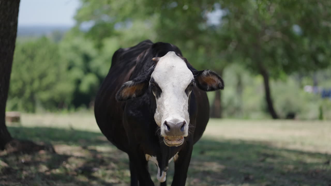 Close-up of a cow chewing in slow motion, natural farm environment, rural setting, peaceful countryside, farm animals grazing, sunny day.