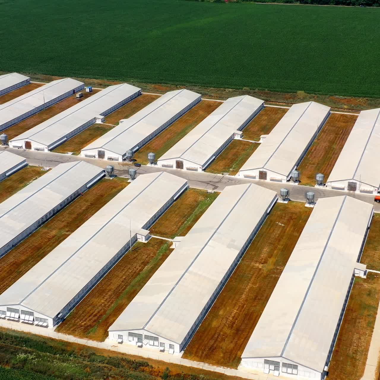 Modern farm on field. White barn houses built in rows on agricultural territory. Agricultural farming in the countryside. View from above