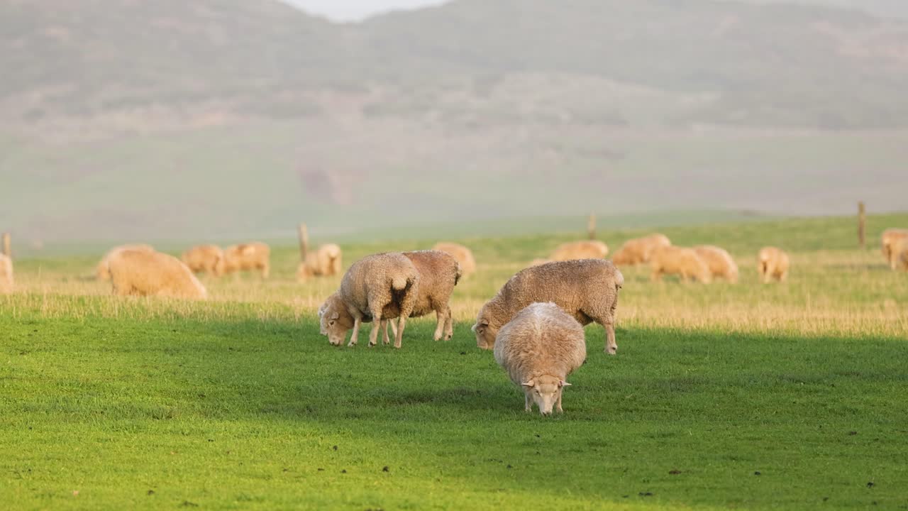 Pecore che pascolano in un prato verde e rigoglioso