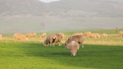 sheep grazing in a lush green field