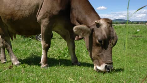 cow pasture on the alps