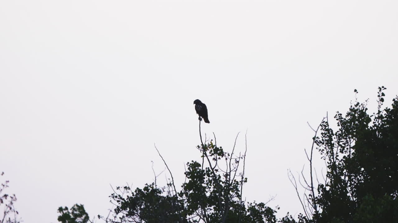 Medium-sized Bird Perched On The Tree Branch. - wide shot